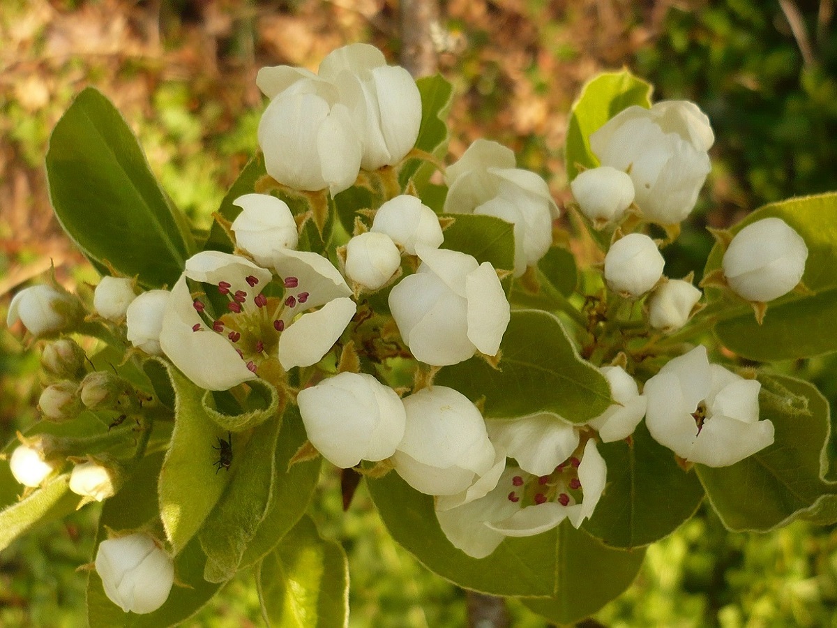 Pyrus communis subsp. communis (Rosaceae)